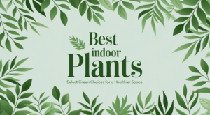 Best Indoor Plants